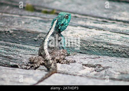 Porträt eines männlichen südlichen Felsenamas mit blauem Kopf, auf Holzbohlen sitzend, träumerisch, flache Schärfentiefe, Stockfoto