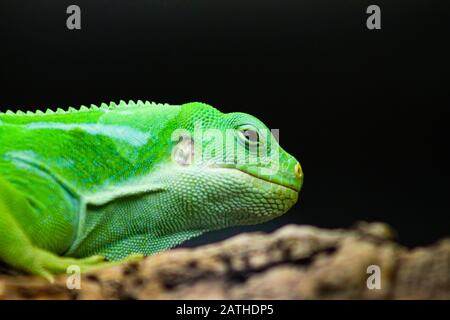 Ein Nahporträt eines Lau Banded Iguana, brachylophus fasciatus, endemisch auf der Fidji-Insel Lau, schwarzer Hintergrund, in einem Terrarium im Zoo Augsbu Stockfoto