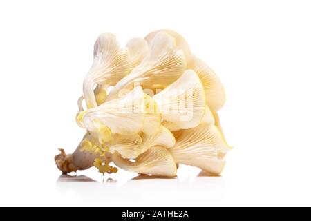 Pleurotus citrinopileatus isoliert auf weißem, goldenem Austernpilz, Feinschmeckerpilzen Stockfoto