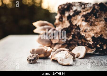 Frische Shiitake-Pilze wachsen auf dem Myzelblock, hausgemachter Anbau Stockfoto