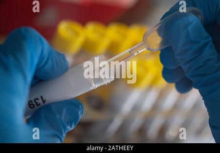 29. Januar 2020, Baden-Württemberg, Stuttgart: Mitarbeiter des Landesgesundheitsamtes Baden-Württemberg pipettiert Proben in einem Labor, in dem Influenzaviren vermutet werden. Foto: Marijan Murat / dpa Stockfoto