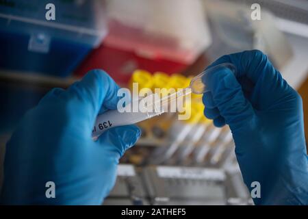 29. Januar 2020, Baden-Württemberg, Stuttgart: Mitarbeiter des Landesgesundheitsamtes Baden-Württemberg pipettiert Proben in einem Labor, in dem Influenzaviren vermutet werden. Foto: Marijan Murat / dpa Stockfoto