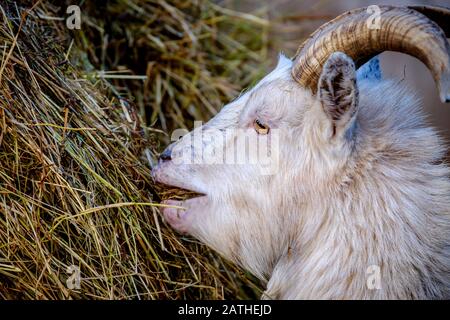 Porträt einer erwachsenen Pygmäenziege, die im Winter Heu isst. Stockfoto