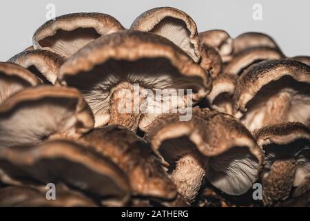 Viele frische, rohe Shiitake-Pilze wachsen auf, Details aus dem Tiefwinkelschuss Stockfoto