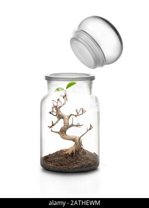 Lebensschutzkonzept. Glasbecher mit Kappe und Bonsai, die innen mit Erde wachsen Stockfoto