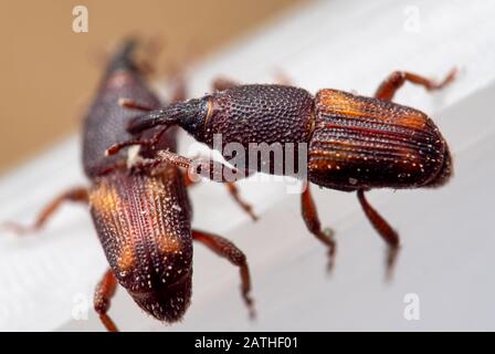 Makrofotografie Von Zwei Reisweevil oder Sitophilus Oryzae Stockfoto