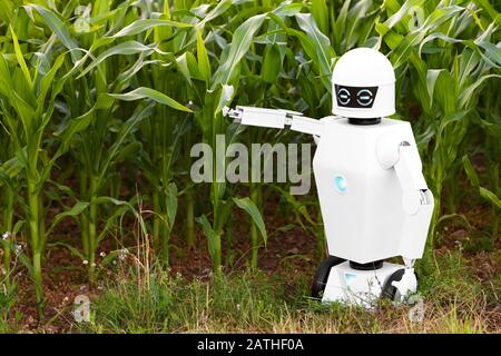 Roboterbauer steht vor einem Maisfeld, Konzepte wie Technologie in der Landwirtschaft oder autonomer Ai-Roboter in der Landwirtschaft Stockfoto