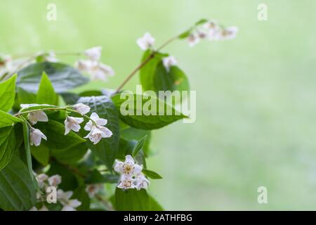 Weiße Jasminblüten über verschwommenem grünem Hintergrund, Nahaufnahme im Frühlinggarten Stockfoto