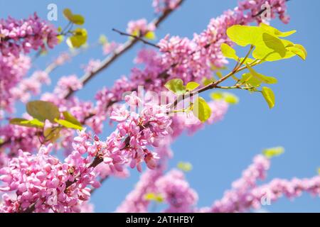 Rosafarbene Blumen auf einem Ast über blauem Himmelshintergrund. Cercis siliquastrum Stockfoto