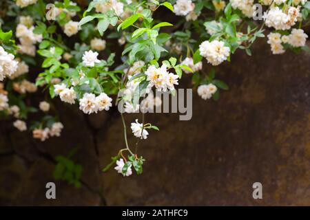 Weiße Blumen über verschwommenem dunklem Wandhintergrund, Nahaufnahme im Frühlinggarten Stockfoto