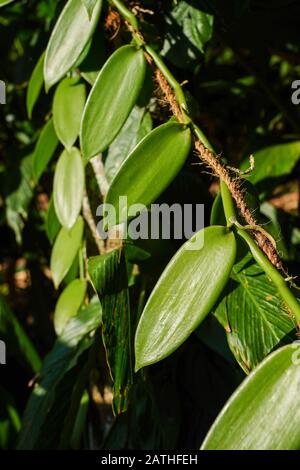 Vanillepflanzen. Aus einer Reihe von Reisefotos in Kerala, Südindien. Fotodatum: Sonntag, 12. Januar 2020. Foto: Roger Garfield/Alamy Stockfoto