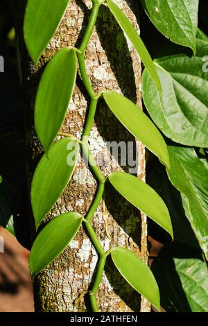 Vanillepflanzen. Aus einer Reihe von Reisefotos in Kerala, Südindien. Fotodatum: Sonntag, 12. Januar 2020. Foto: Roger Garfield/Alamy Stockfoto