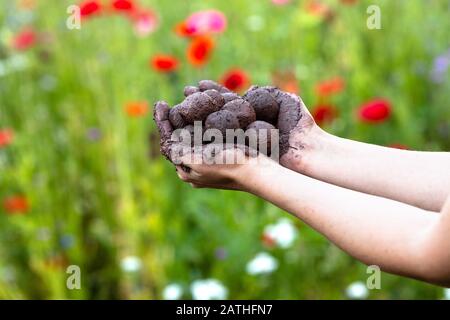 Frau hält frisch hergestellte Samenkugeln oder Samenbomben vor einem bunten Blumenfeld Stockfoto