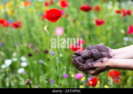 Frau hält frisch hergestellte Samenkugeln oder Samenbomben vor einem bunten Blumenfeld Stockfoto