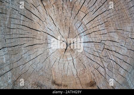 Ansicht eines Slice des Stamms eines alten Baums Stockfoto
