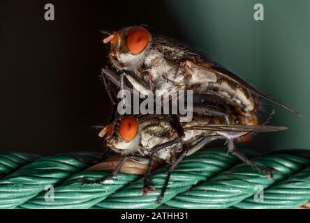 Makrofotografie der Housefly-Paarung am Nylon-Seil Im Hintergrund Isoliert Stockfoto