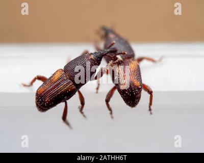 Makrofotografie Von Zwei Reisweevil oder Sitophilus Oryzae Stockfoto