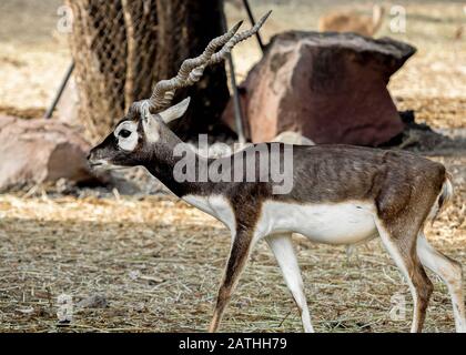 Close-Up Blackbuck steht auf Dem Feld Isoliert auf Dem Hintergrund Stockfoto