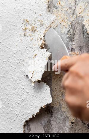 Alte Holzspantapeten werden mit einem Spachtel oder Malerspachtel von der Wand entfernt oder abgeschabt Stockfoto