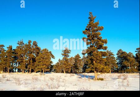 Große einzelne schöne Pinie inmitten eines verschneiten Feldes an einem sonnigen Wintertag. Riesige alte Kiefer in der Winterzeit auf Nadelwaldhintergrund. Stockfoto