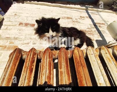 Eine schwarz-weiße Katze sitzt auf einer alten rostigen Batterie auf einem Hintergrund einer Ziegelwand. Die Katze backt in der Sonne Stockfoto