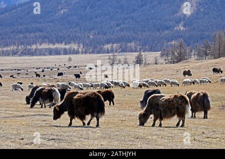 Yaks und Schafe weiden auf Grasland in der Mongolei Stockfoto