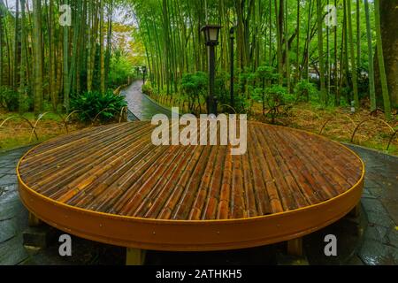 Angesichts der geringen Bambuswald, in Shuzenji, Izu Halbinsel, Japan Stockfoto