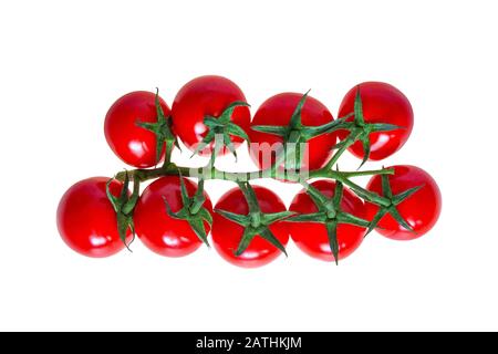 Haufen kleiner Tomaten auf einem Ast, auf weißem Grund isoliert Stockfoto