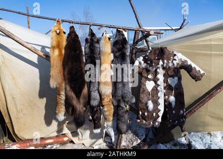 Felle eines Fuchses, Silberfuchses, Wolverins und eines Hirschfellfells. Stockfoto