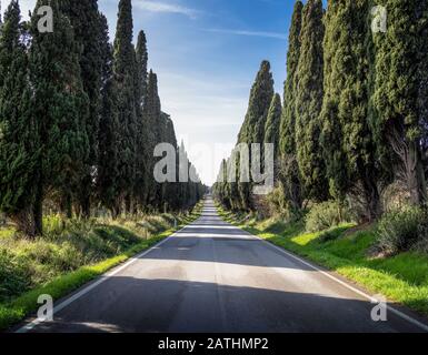 Die offene Straße, Italien. Die Cypress-Baumallee bei Bolgheri, einem Weiler von Castagneto Carducci, bei Livorno. Stockfoto