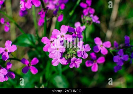 Viola odorata. Der Duft ist duftend. Im Frühjahr blüht purpurne Waldblume. Die erste Frühlingsblume, violett. Wilde Veilchen in der Natur. Federbuchse Stockfoto