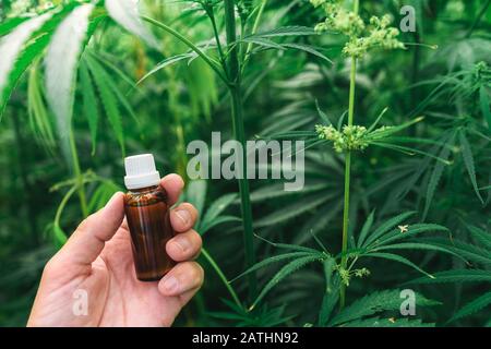 Bauer hält Cannabidiol CBD-Flasche in der Hand im kultivierten Cannabis Sativa-Feld, selektiver Fokus Stockfoto