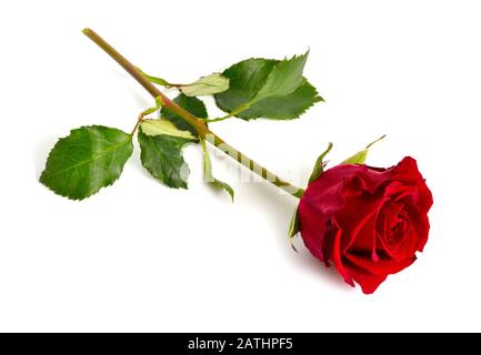 Eine rote Rose isoliert auf weißem Hintergrund. Vollständige Abt. des Feldes. Stockfoto