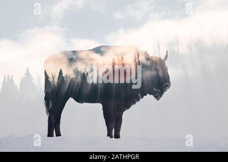 Doppelte Belastung durch Wildbiss, Büffel und einen nebligen Kiefernwald Stockfoto