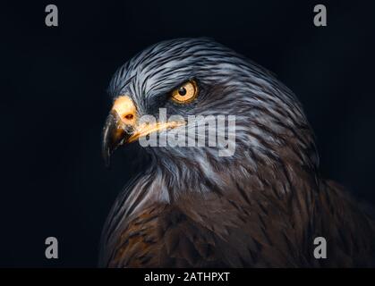 Atmosphärisches Porträt eines Farruginous Hawk Stockfoto