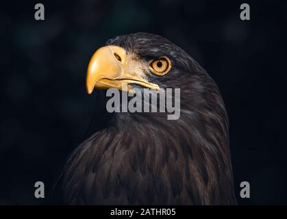 Atmosphärischer Trait eines Seeadlers Stockfoto