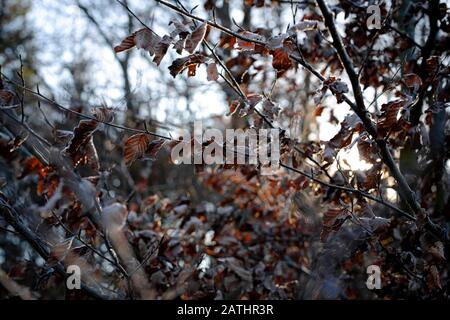Ein Wald in Bayern in den frühen Morgenstunden mit tiefster Sonne, Frost auf Blattern Stockfoto
