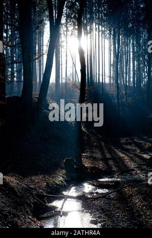 Ein Wald in Bayern in den frühen Morgenstunden mit tiefstehender Sonne Stockfoto