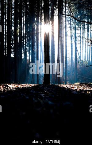 Ein Wald in Bayern in den frühen Morgenstunden mit tiefstehender Sonne Stockfoto