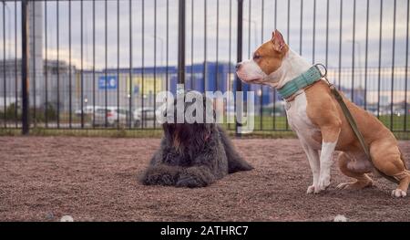 Zordan Black und Fighting Terrier gehen zusammen Stockfoto