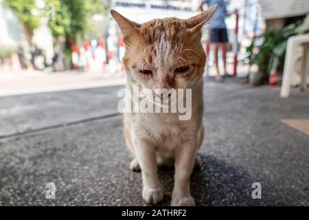 Eine schläfrige alte schmutzige Katze, weiß und rot, sitzt und verfärbt sich mit geschlossenen Augen vor der Kamera. Straße hooligan, die tagsüber ruht Stockfoto