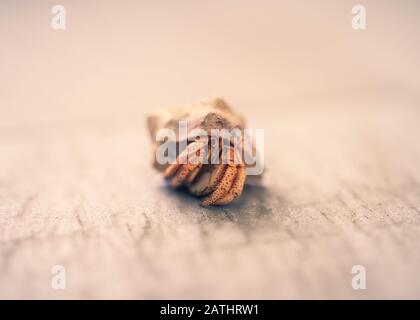 Nahaufnahme auf dem karibischen Meer, Hermit Crab, Der Aus Shell Krabbelt Stockfoto