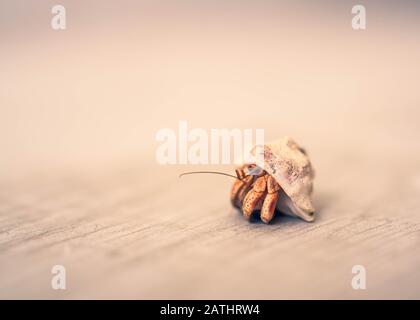 Nahaufnahme auf dem karibischen Meer, Hermit Crab, Der Aus Shell Krabbelt Stockfoto