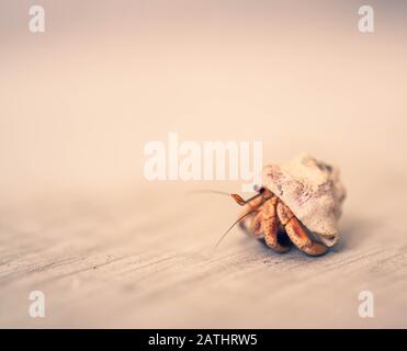 Nahaufnahme auf dem karibischen Meer, Hermit Crab, Der Aus Shell Krabbelt Stockfoto