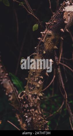 Nahaufnahme von Silk Floss Tree (Ceiba speciosa) Trunk und Bark Stockfoto