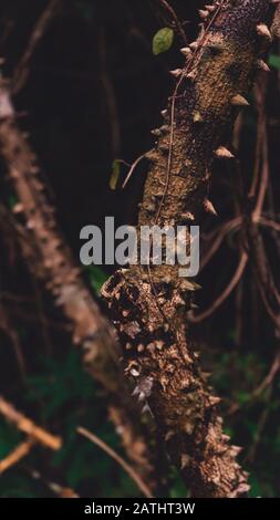 Nahaufnahme von Silk Floss Tree (Ceiba speciosa) Trunk und Bark Stockfoto