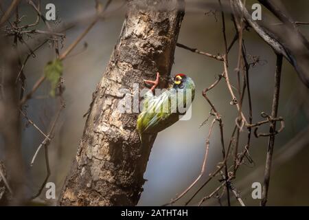 Ein Kupferschmied barbet, Crimson-breasted barbet, Megalaima haemacephala, beschäftigt damit, den LKW eines Baumes zu picken Stockfoto