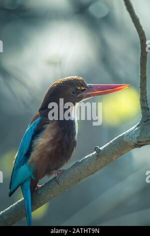 Der weiße Kehlfisher auf Perch mit klarem Hintergrund in einem Wald Stockfoto