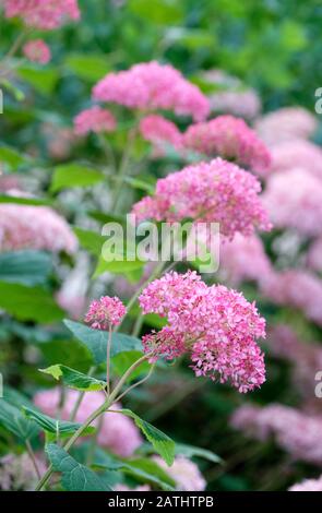 Hortensia arborescens Invincibelle Spirit Stockfoto