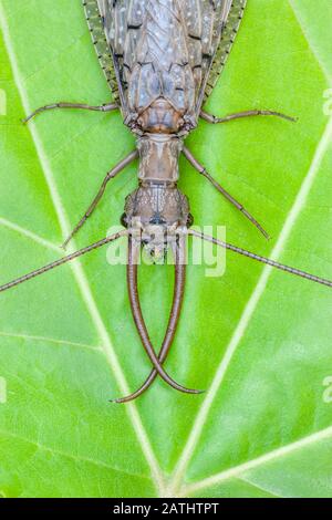 Östlicher Dobsonfly (Corydalus cornutus) männlich auf Sycamore Blättern. Clarks Valley, Dauphin County, Pennsylvania, Sommer. Stockfoto